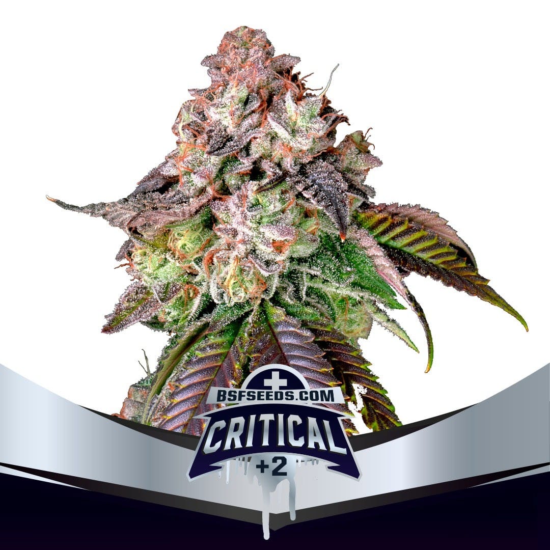 Critical +2 Fem X4 - Bsf