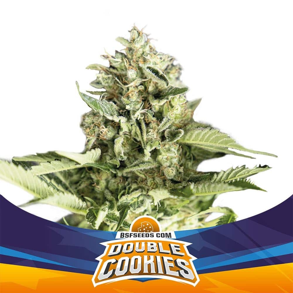 Double Cookies Sp Auto X4 - Bsf - vista 2