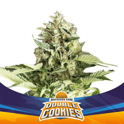 Double Cookies Sp Auto X4 - Bsf - vista 2