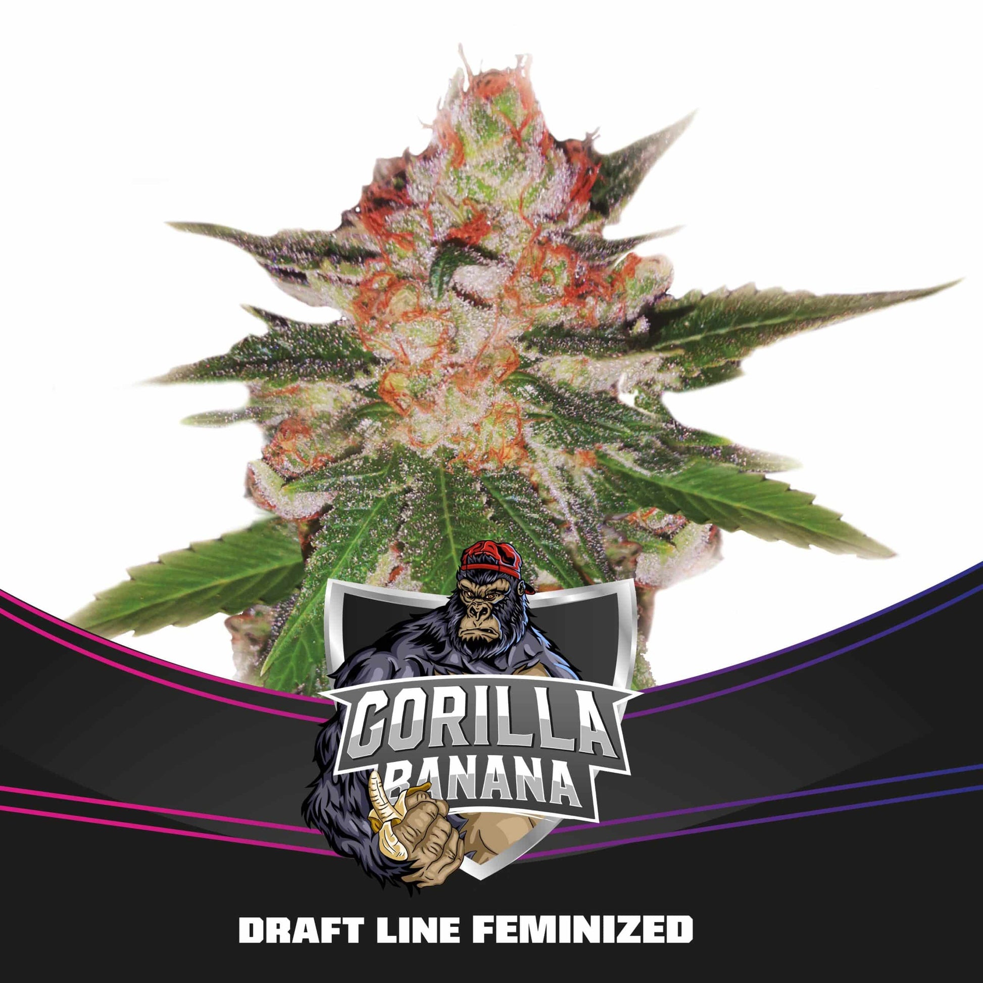 Gorilla Banana Fem X4 - Bsf