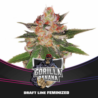 Gorilla Banana Fem X4 - Bsf
