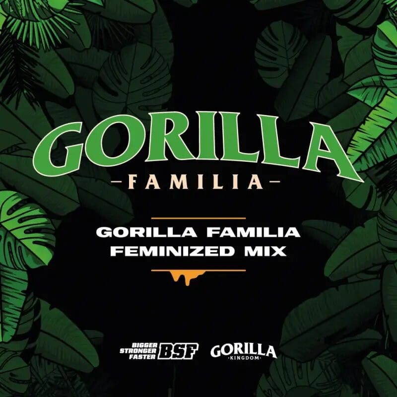 Gorilla Familia Fem X12 - Bsf