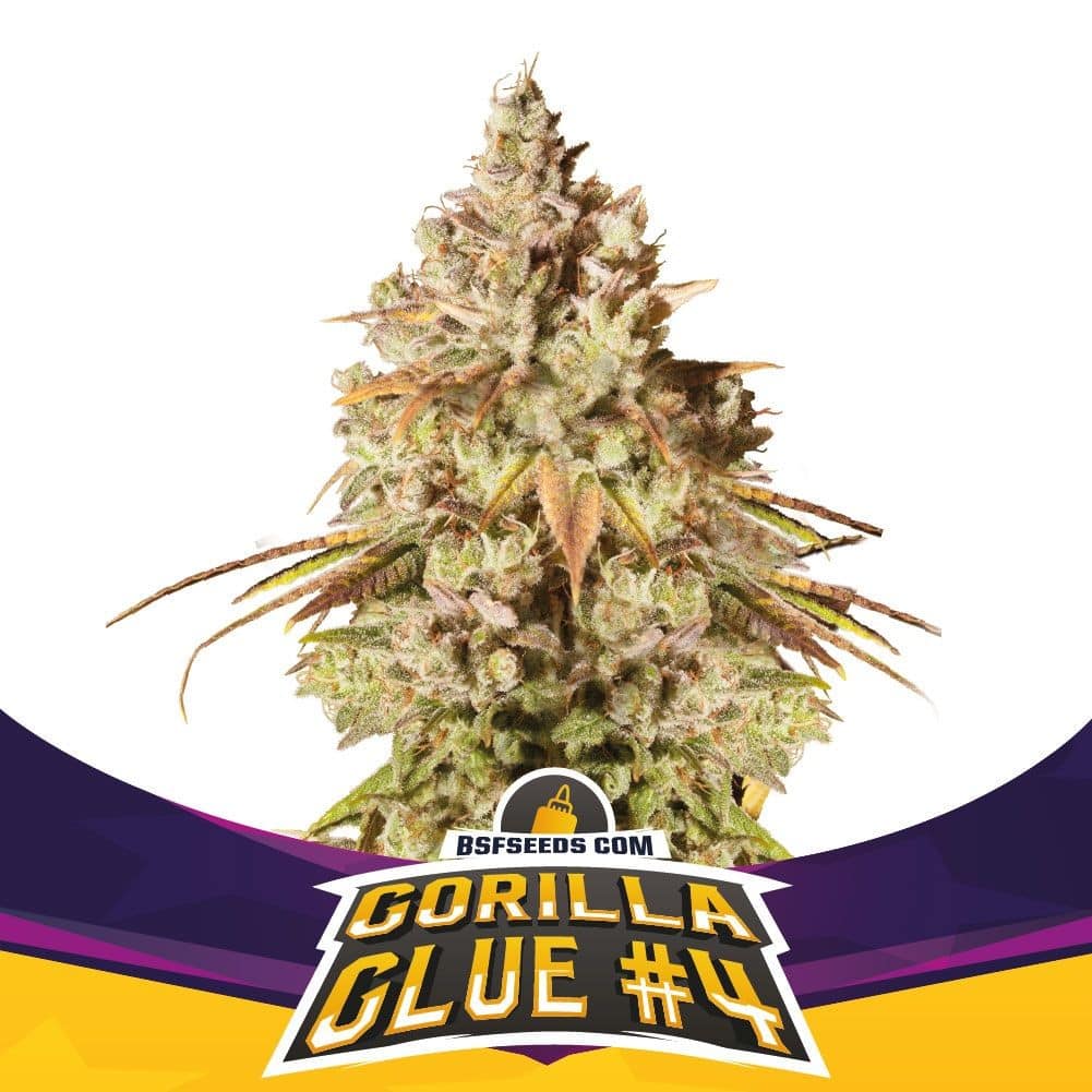 Gorilla Glue N4 Fem X2 - Bsf