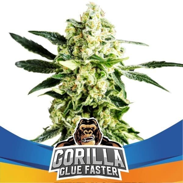 Gorilla Glue Faster Fem X4 - Bsf