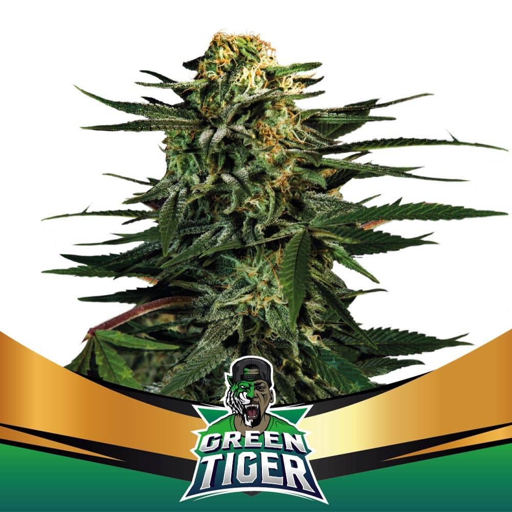 Green Tiger Fast Fem X4 - Bsf - vista 2