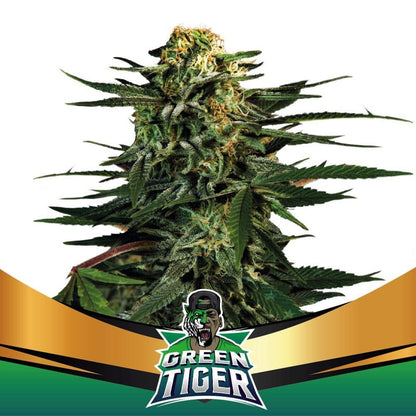 Green Tiger Fast Fem X7 - Bsf