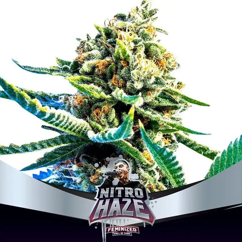 Nitro Haze Fem X7 - Bsf