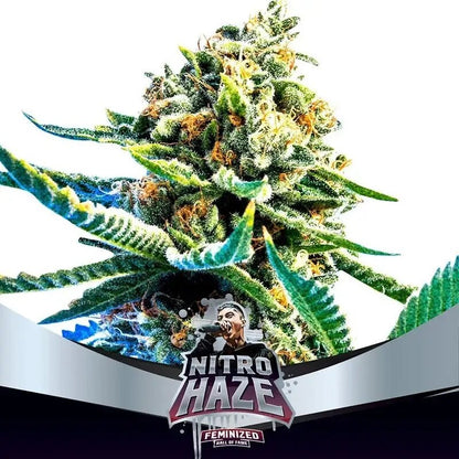 Nitro Haze Fem X7 - Bsf
