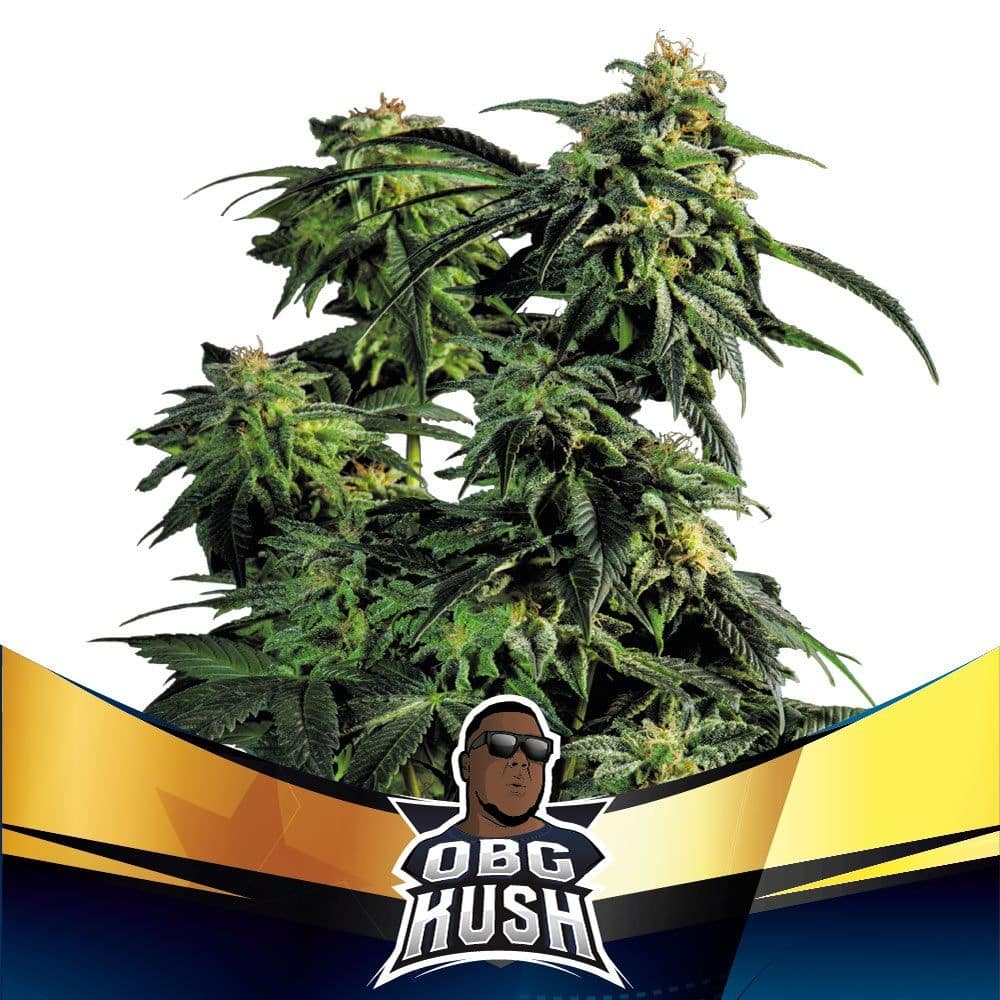 Obg Kush Fast Fem X4 - Bsf