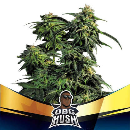 Obg Kush Fast Fem X4 - Bsf