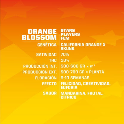 Orange Blossom Fem X4 - Bsf