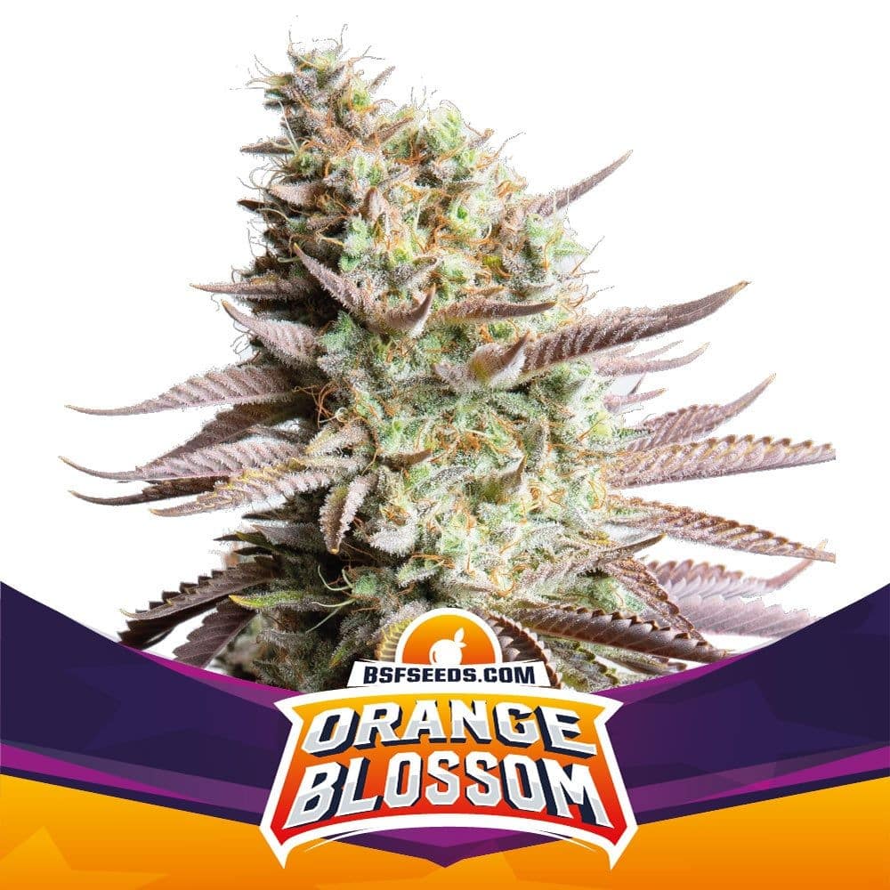 Orange Blossom Fem X4 - Bsf - vista 2