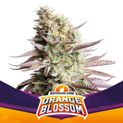 Orange Blossom Fem X4 - Bsf - vista 2