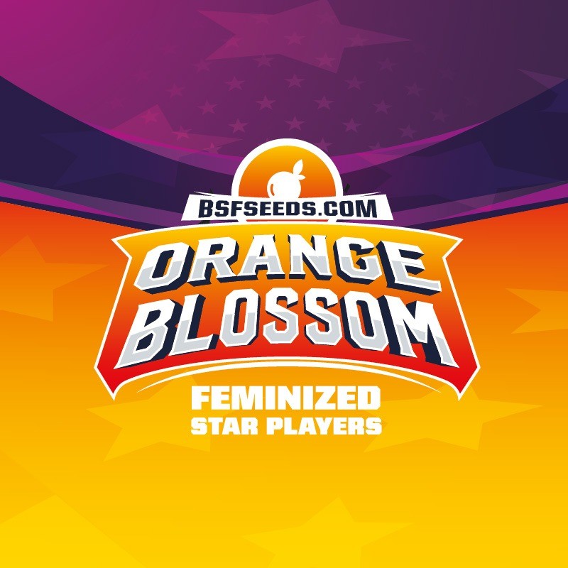 Orange Blossom Fem X4 - Bsf - vista 3