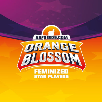 Orange Blossom Fem X4 - Bsf - vista 3