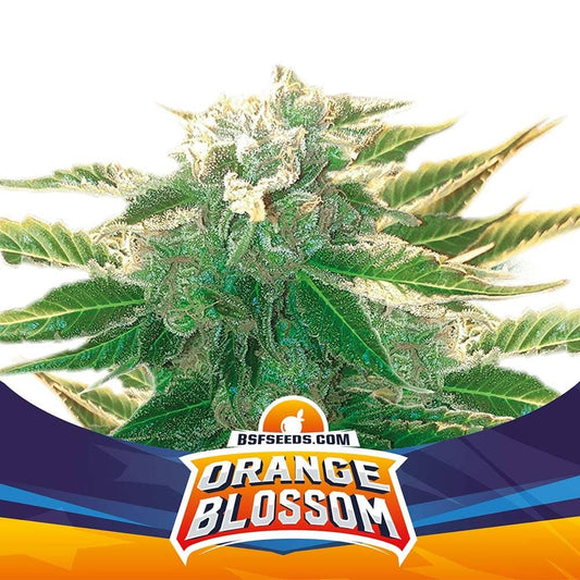 Orange Blossom Xxl Auto X7 - Bsf
