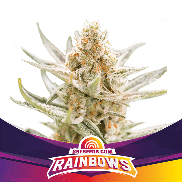 Rainbows Fem X4 - Bsf