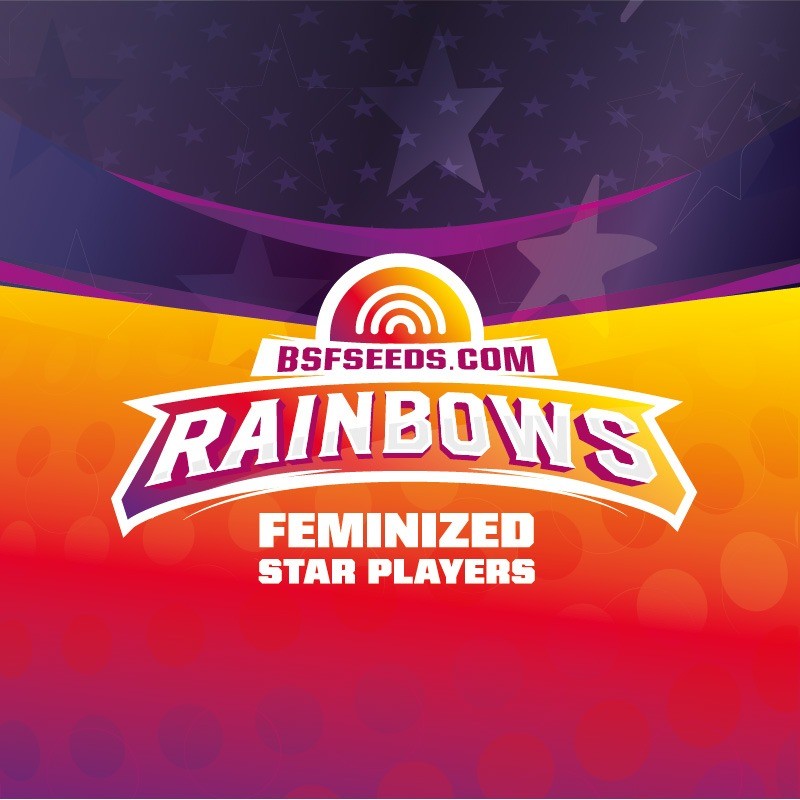 Rainbows Fem X4 - Bsf - vista 3