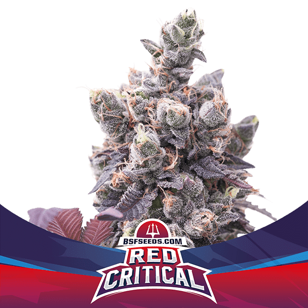Red Critical Auto X7 - Bsf