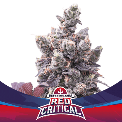 Red Critical Auto X7 - Bsf