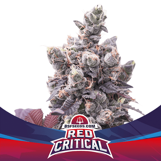 Red Critical Auto X7 - Bsf