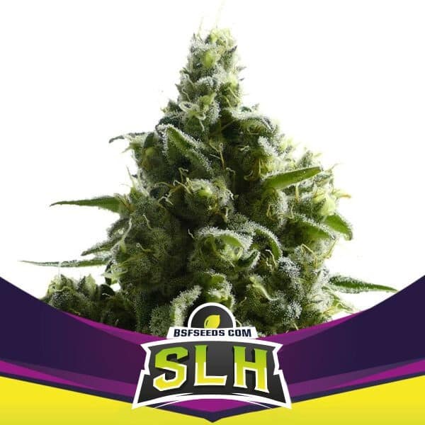 Super Lemon Haze Fem X4 - Bsf