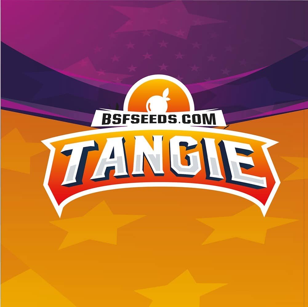 Tangie Fem X4 - Bsf - vista 3