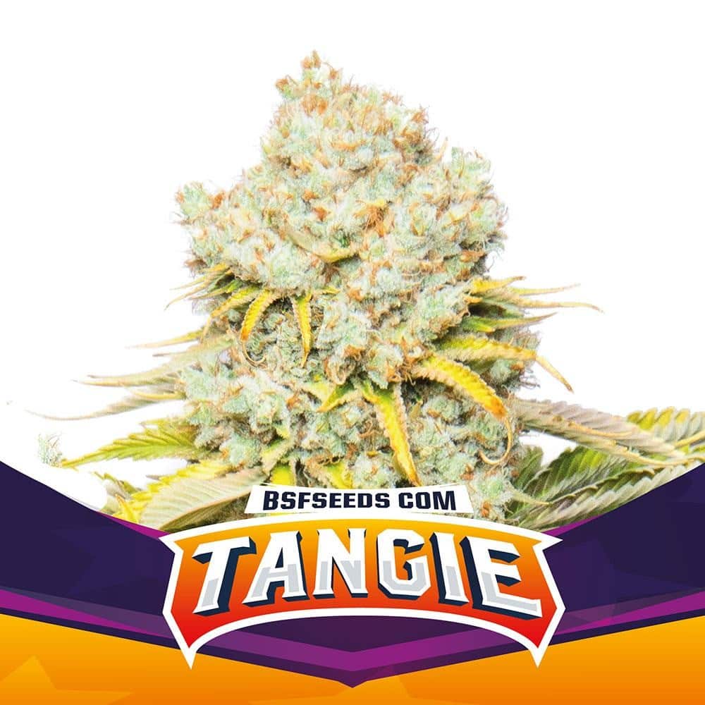 Tangie Fem X4 - Bsf