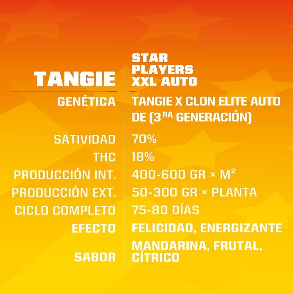 Tangie Xxl Auto X4 - Bsf - vista 2