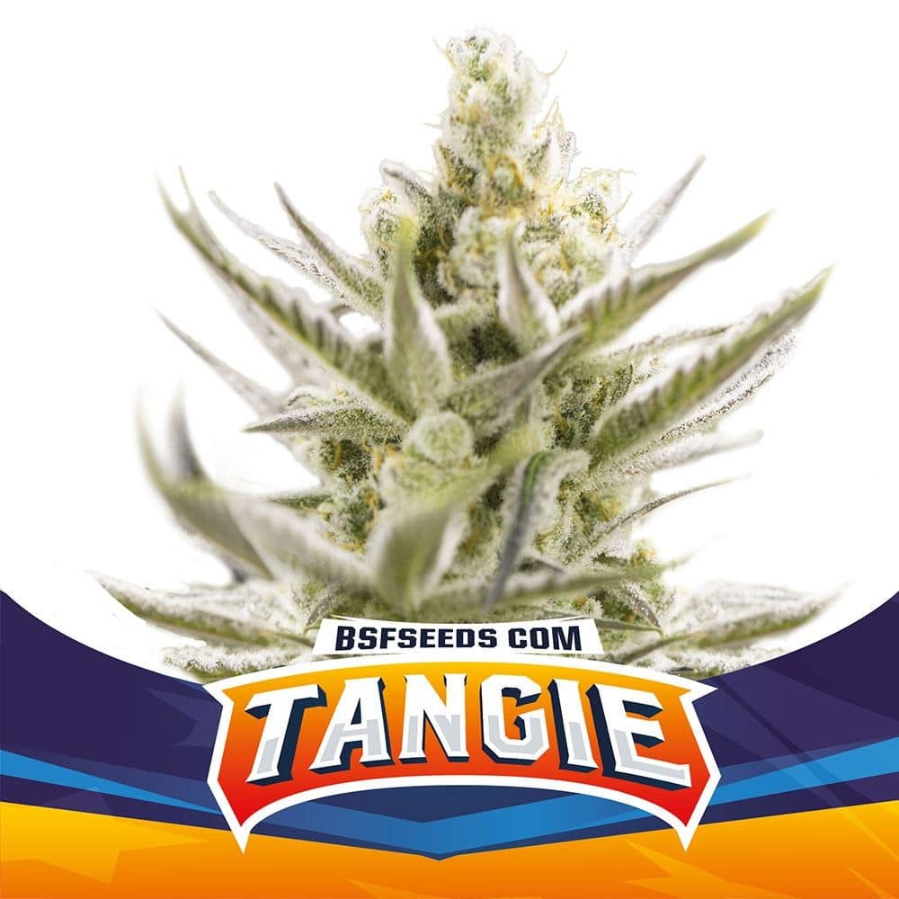 Tangie Xxl Auto X4 - Bsf