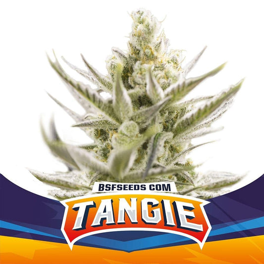 Tangie Xxl Auto X4 - Bsf