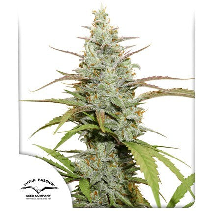 Mokum´s Tulip Auto X3 - Dutch Passion