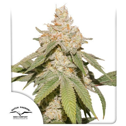 Sfv OG Auto X3 - Dutch Passion