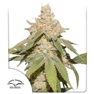 Sfv OG Auto X3 - Dutch Passion