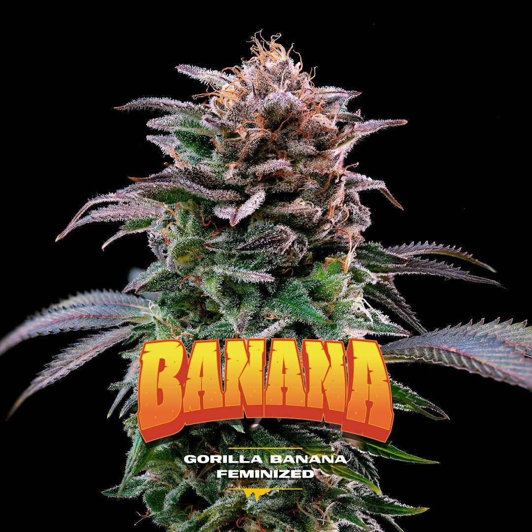 Gorilla Banana Fem X7 - Bsf
