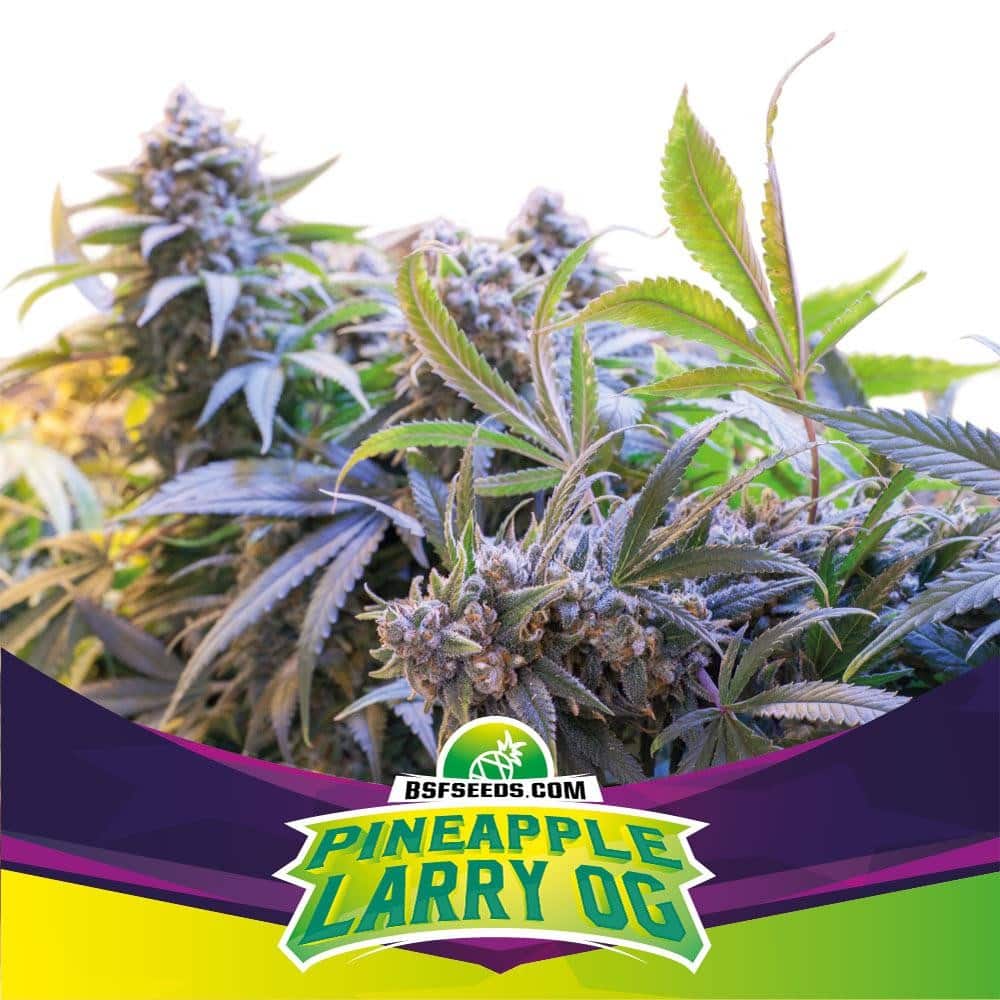 Pineaple Larry OG Fem X2 - Bsf