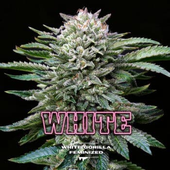 White Gorilla Fem X12 - Bsf