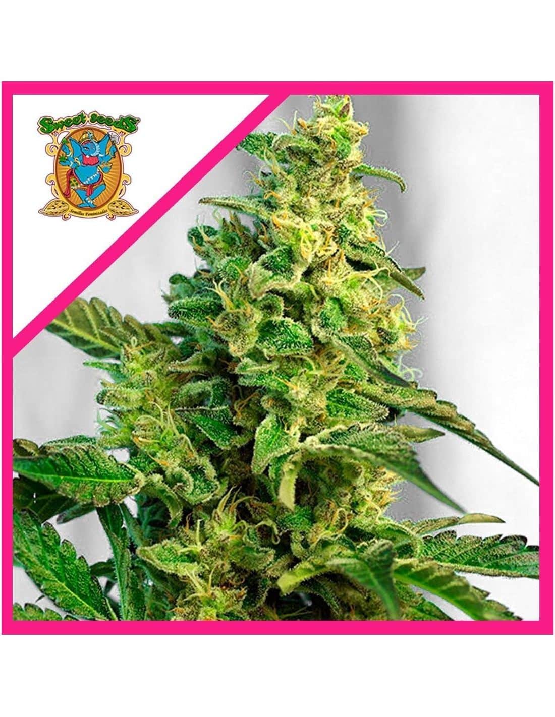 Green Poison Fem X100 - Sweet Seeds