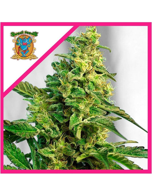 Green Poison Fem X100 - Sweet Seeds