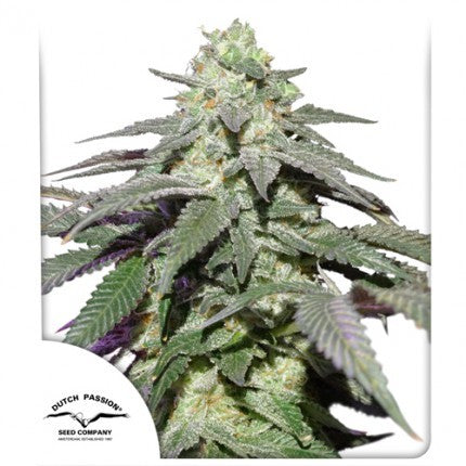 Skywalker Haze Auto X100 - Dutch Passion