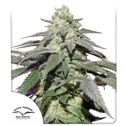 Skywalker Haze Auto X100 - Dutch Passion