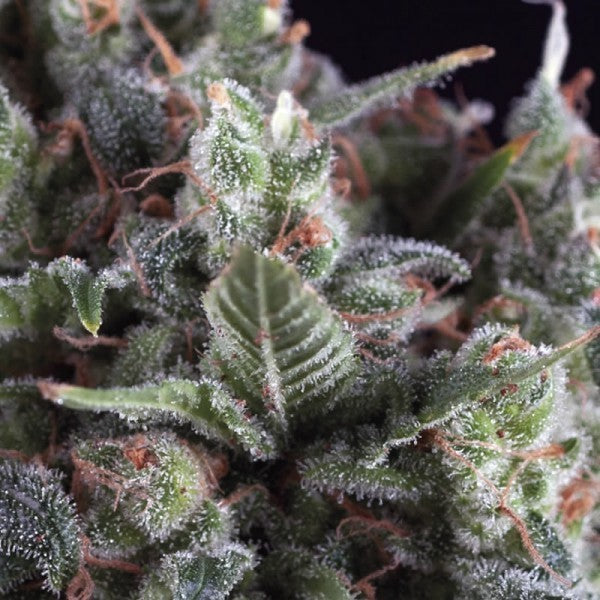 Auto Olympia x 3+1 - Pyramid Seeds