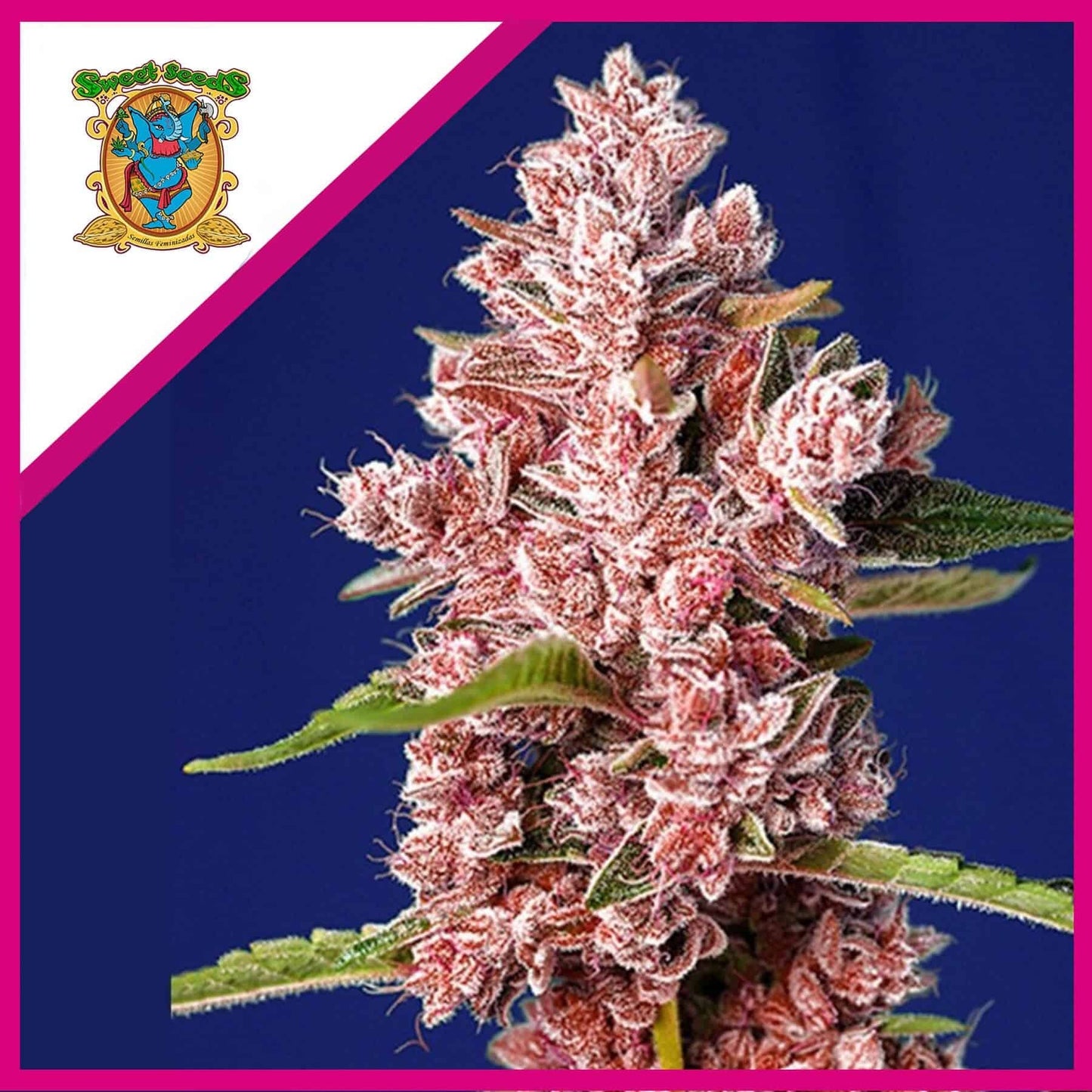 Tropicanna Poison F1 X3+1 - Sweet Seeds