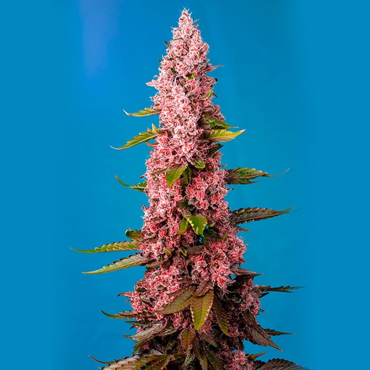 Red Hot Cookies Fem x 3+1 - Sweet Seeds