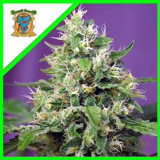 Sweet Amnesia Haze Xl Auto X3+1 - Sweet Seeds
