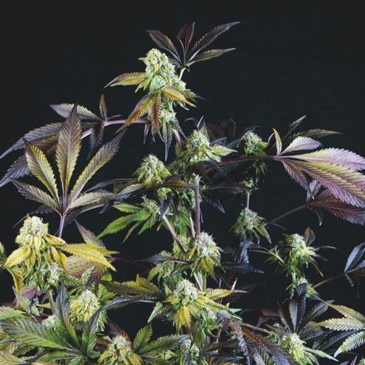 Sunset Sherbet Fem X3+1 - Pyramid Seeds