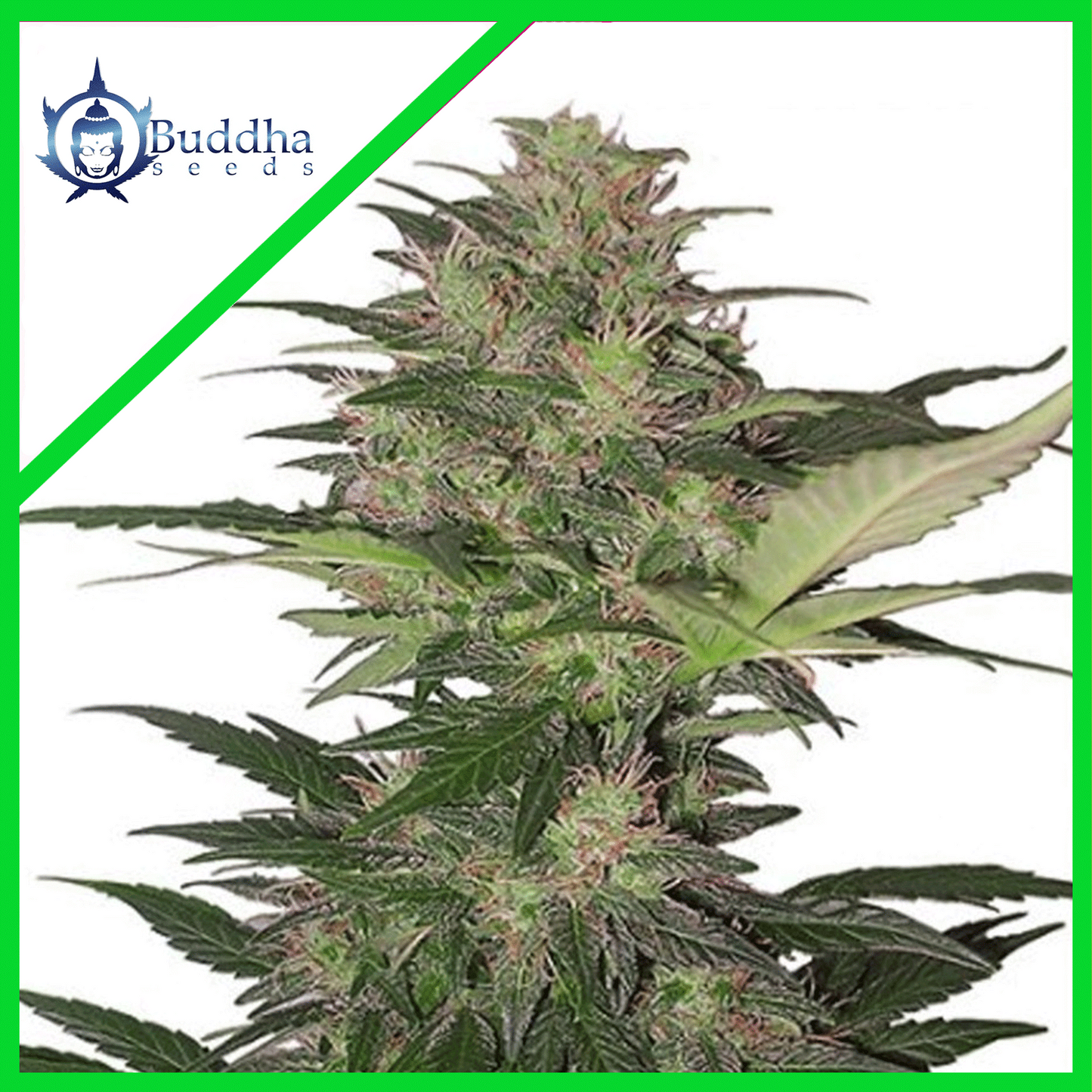 Red Dwarf Auto X3+1 - Buddha Seeds