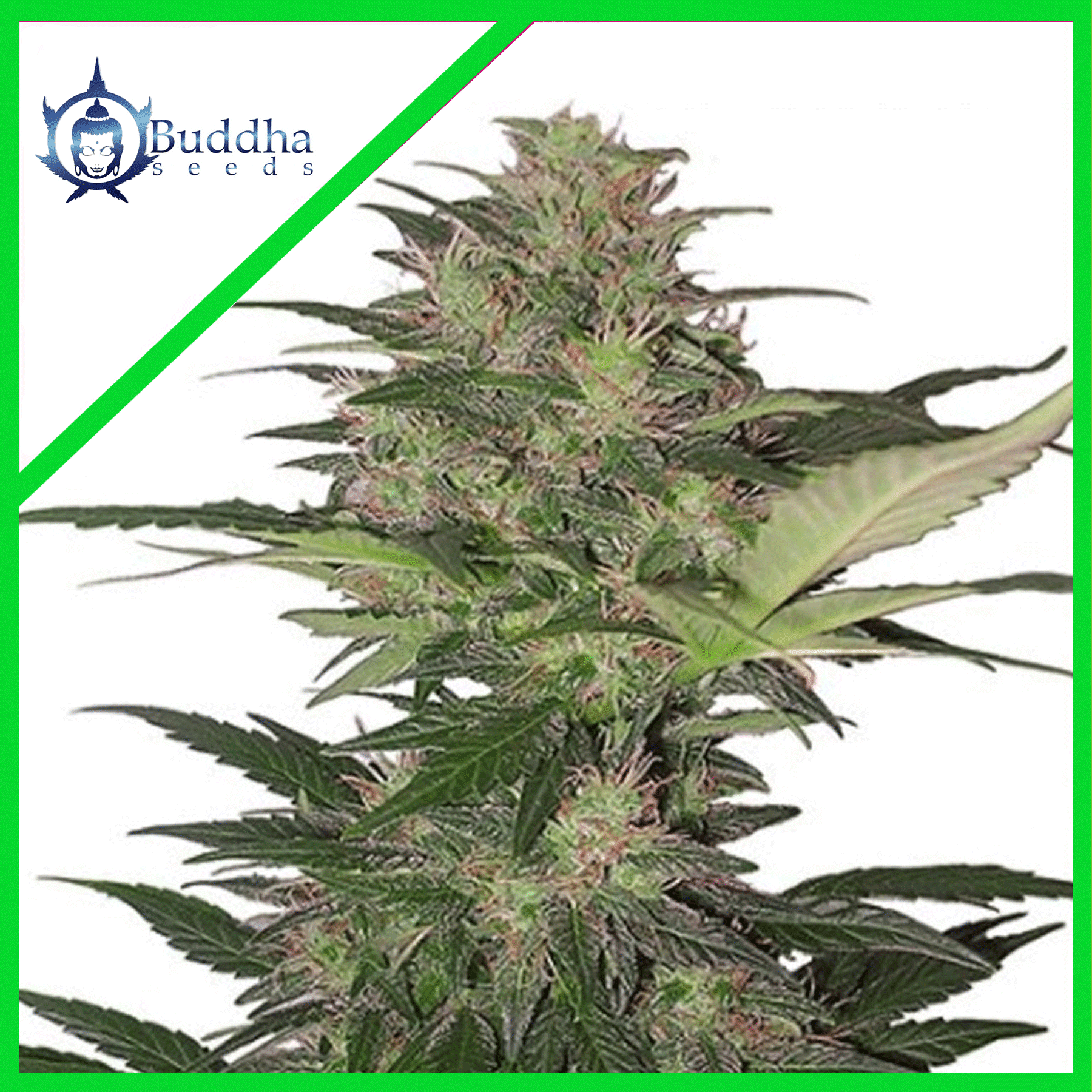 Red Dwarf Auto X3+1 - Buddha Seeds