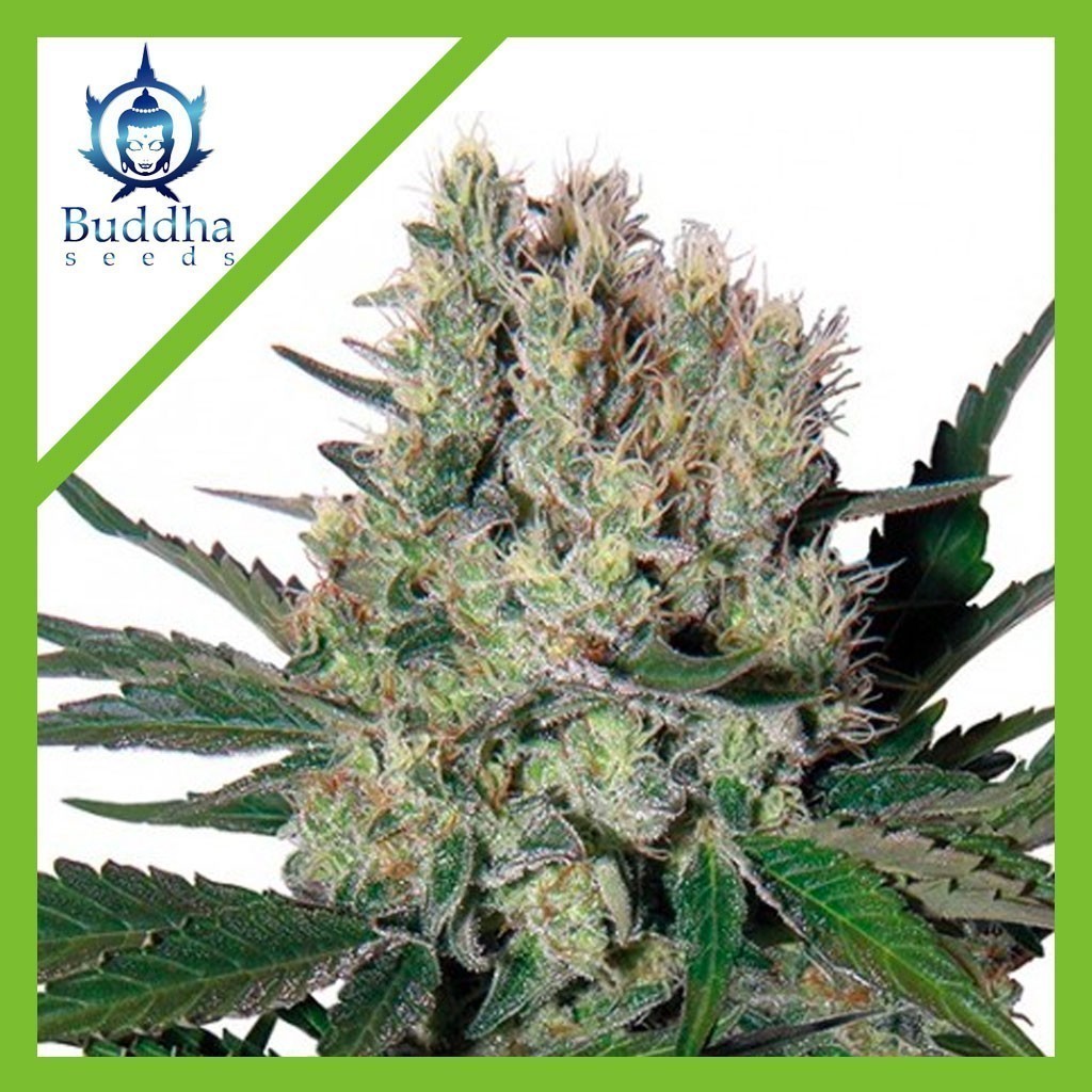 Syrup Auto X3+1 - Buddha Seeds