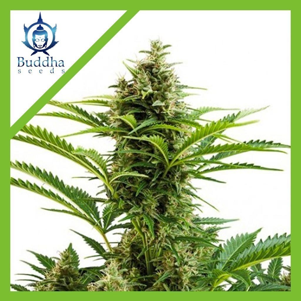 Vesta Auto X3+1 - Buddha Seeds